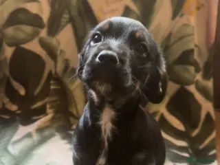 Mixed Breed dogs Border terrier x cocker spaniel - Advert 1