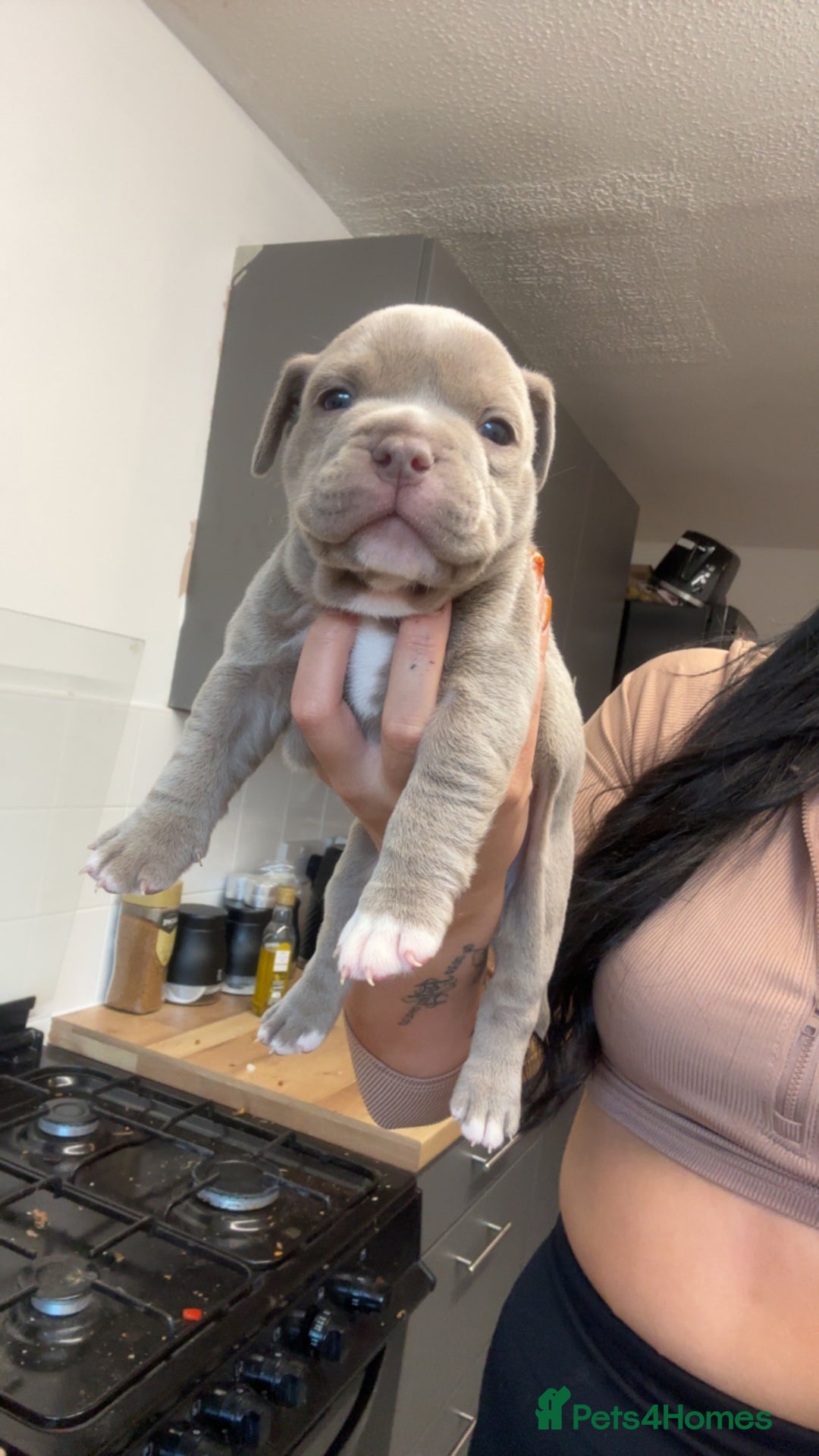 Mixed Breed dogs for sale: Pocket bully x old English bulldogge - Image 2
