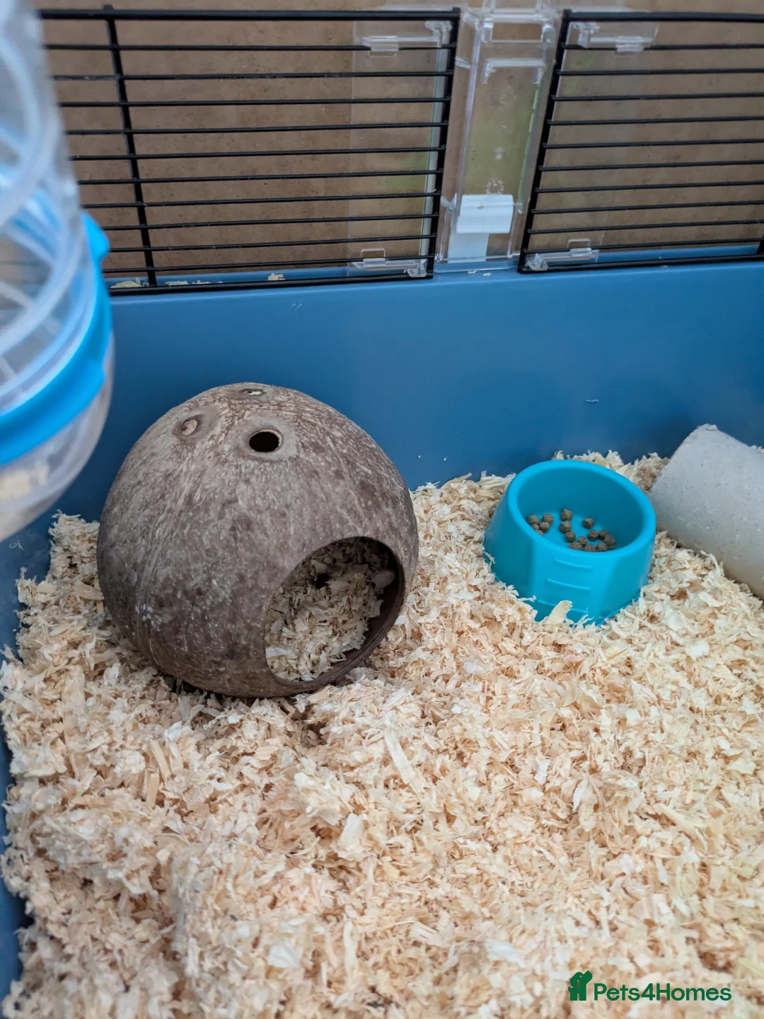 Hamster rodents for sale: Peanut Female Syrian Hamster + cage + accessories  in Reading - Advert 18