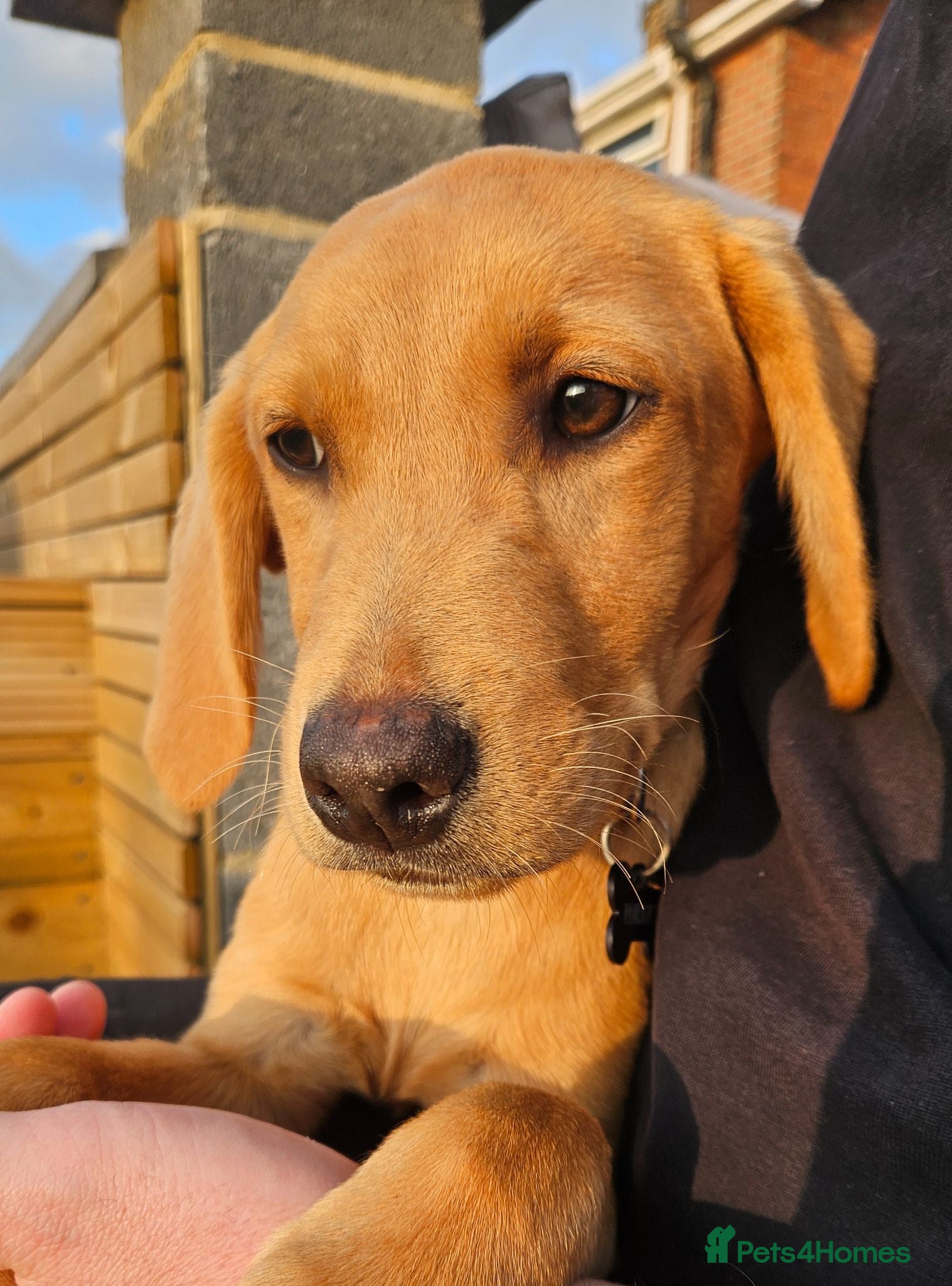Labrador Retriever dogs Male, Red Fox Labrador Retriever Puppy - Advert 4