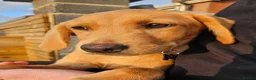 Labrador Retriever dogs for sale: Male, Red Fox Labrador Retriever Puppy in Durham - Advert 1