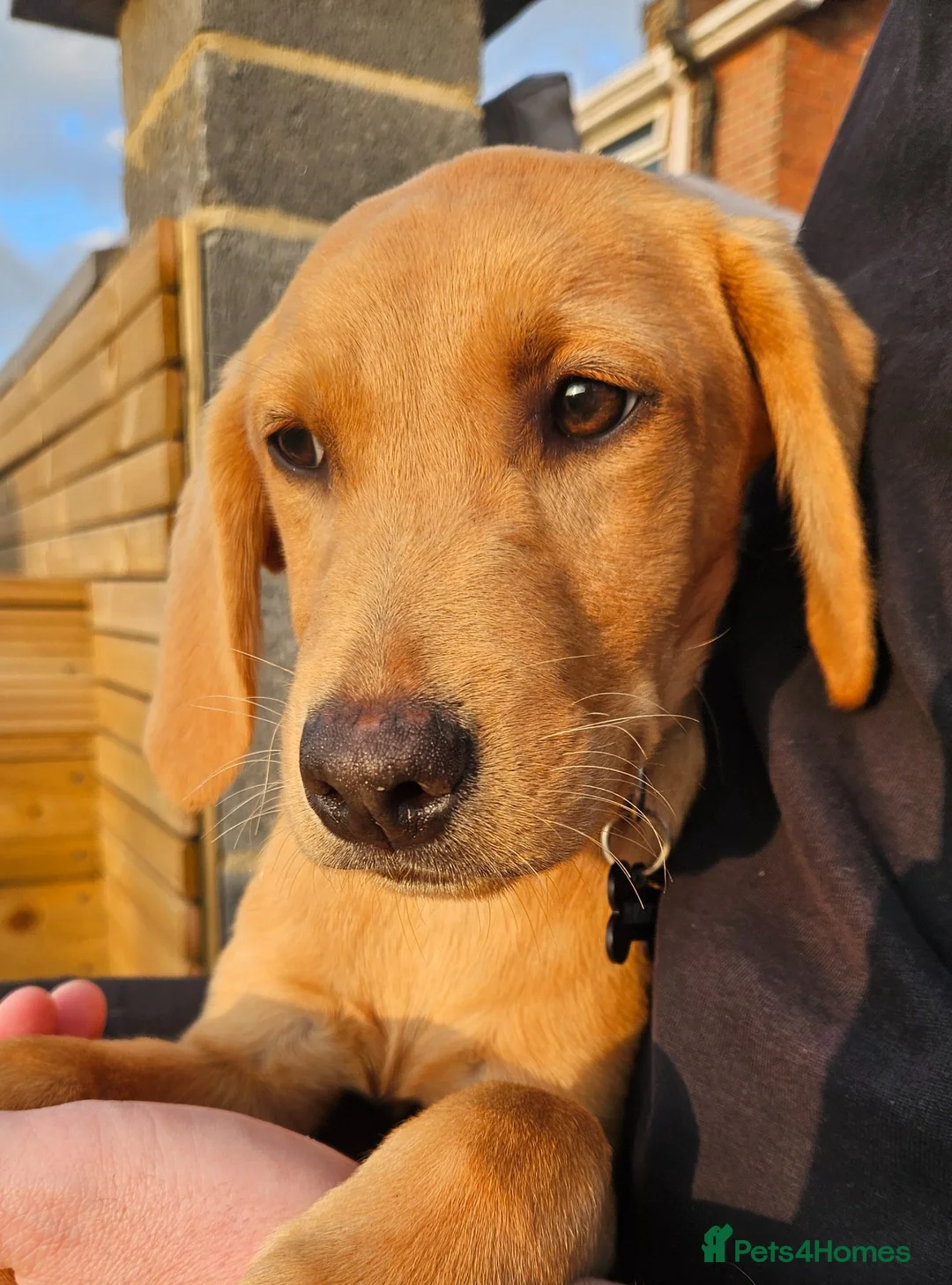 Labrador Retriever dogs for sale: Male, Red Fox Labrador Retriever Puppy in Durham - Advert 1
