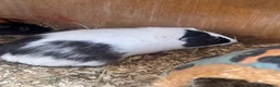 Mixed Breed rodents for sale: 2 boys 2 girls guinea pigs in Scunthorpe - Advert 2