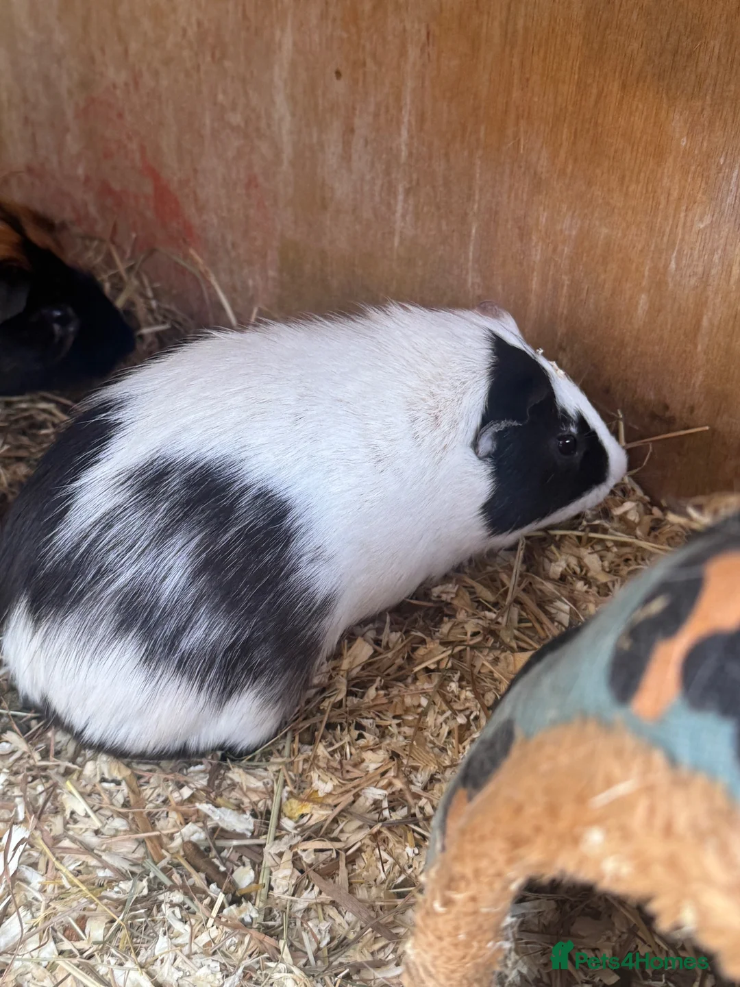 Mixed Breed rodents for sale: 2 boys 2 girls guinea pigs in Scunthorpe - Advert 2