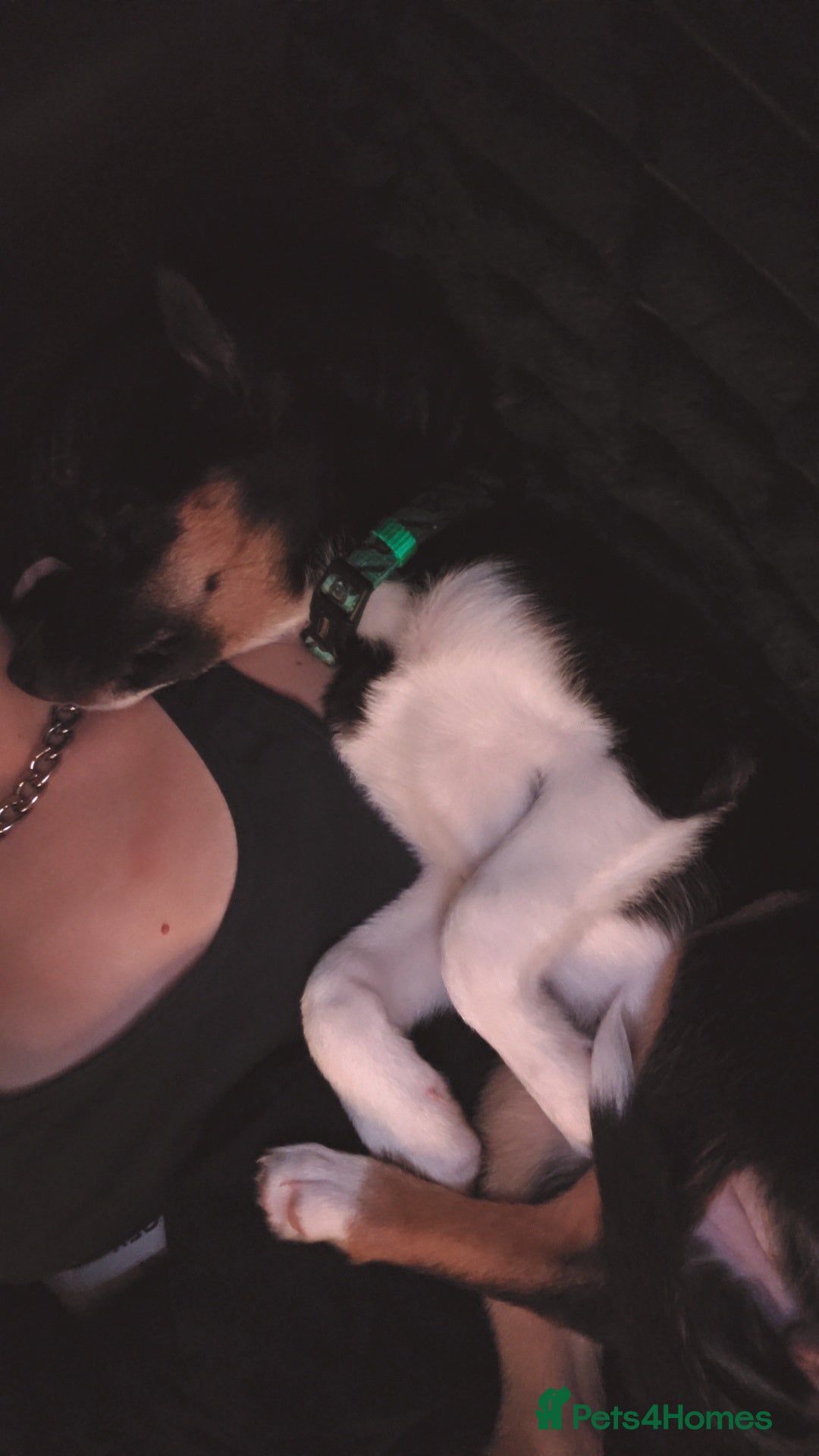 Border Collie dogs for sale: Border Collie - Advert 4