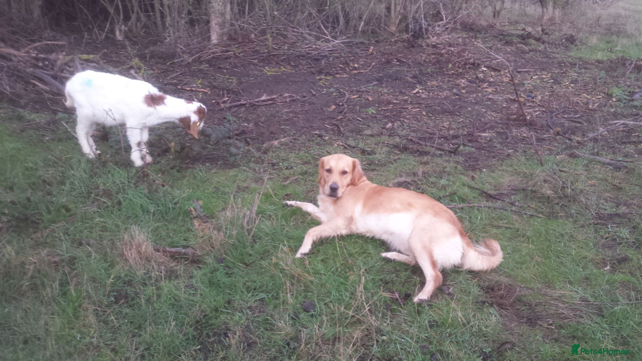 Golden Retriever dogs 0-0 Golden Retriever - Advert 2