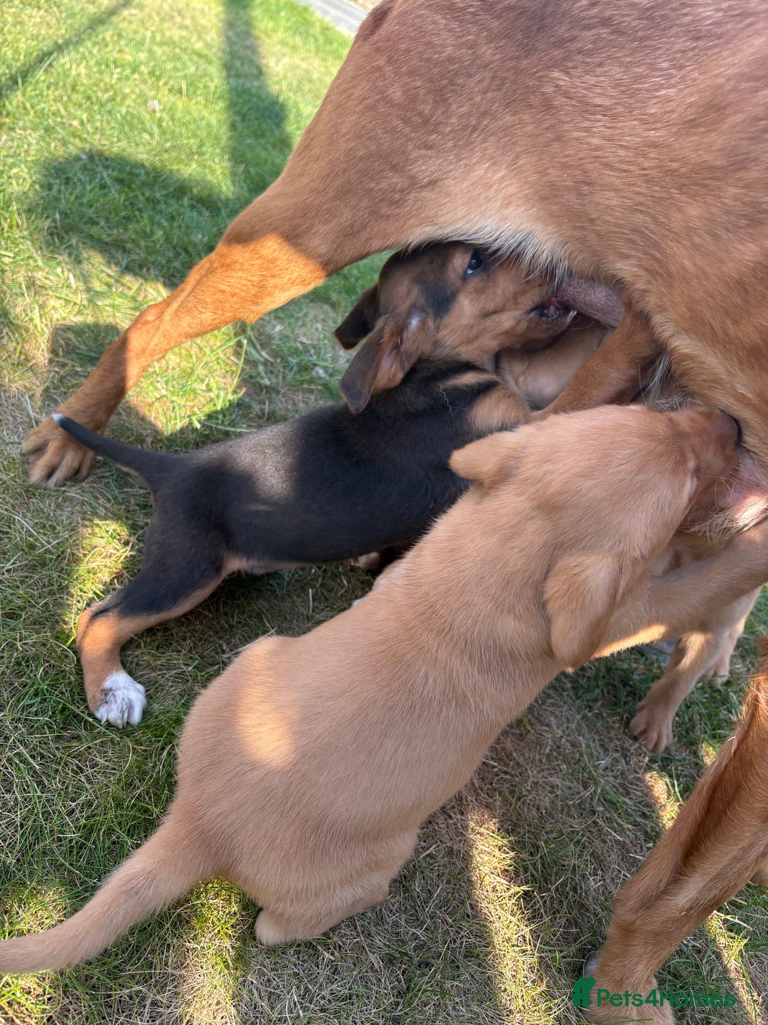 Mixed Breed dogs for sale: Labrador x Beagle  - Image 6