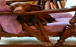 Mixed Breed dogs for adoption: Poppi chocolate Lab cross pointer - Advert 14