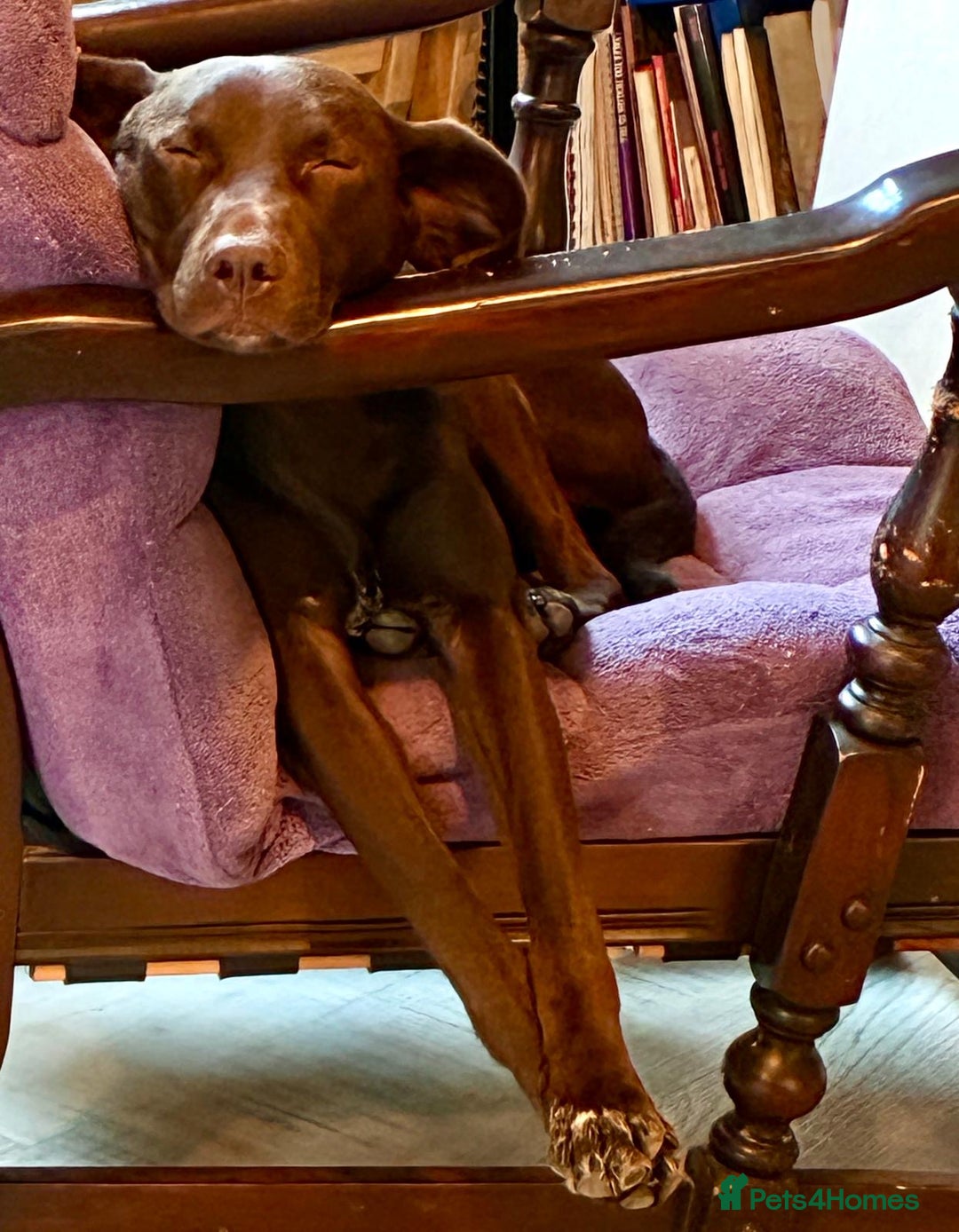 Mixed Breed dogs for adoption: Poppi chocolate Lab cross pointer - Advert 14