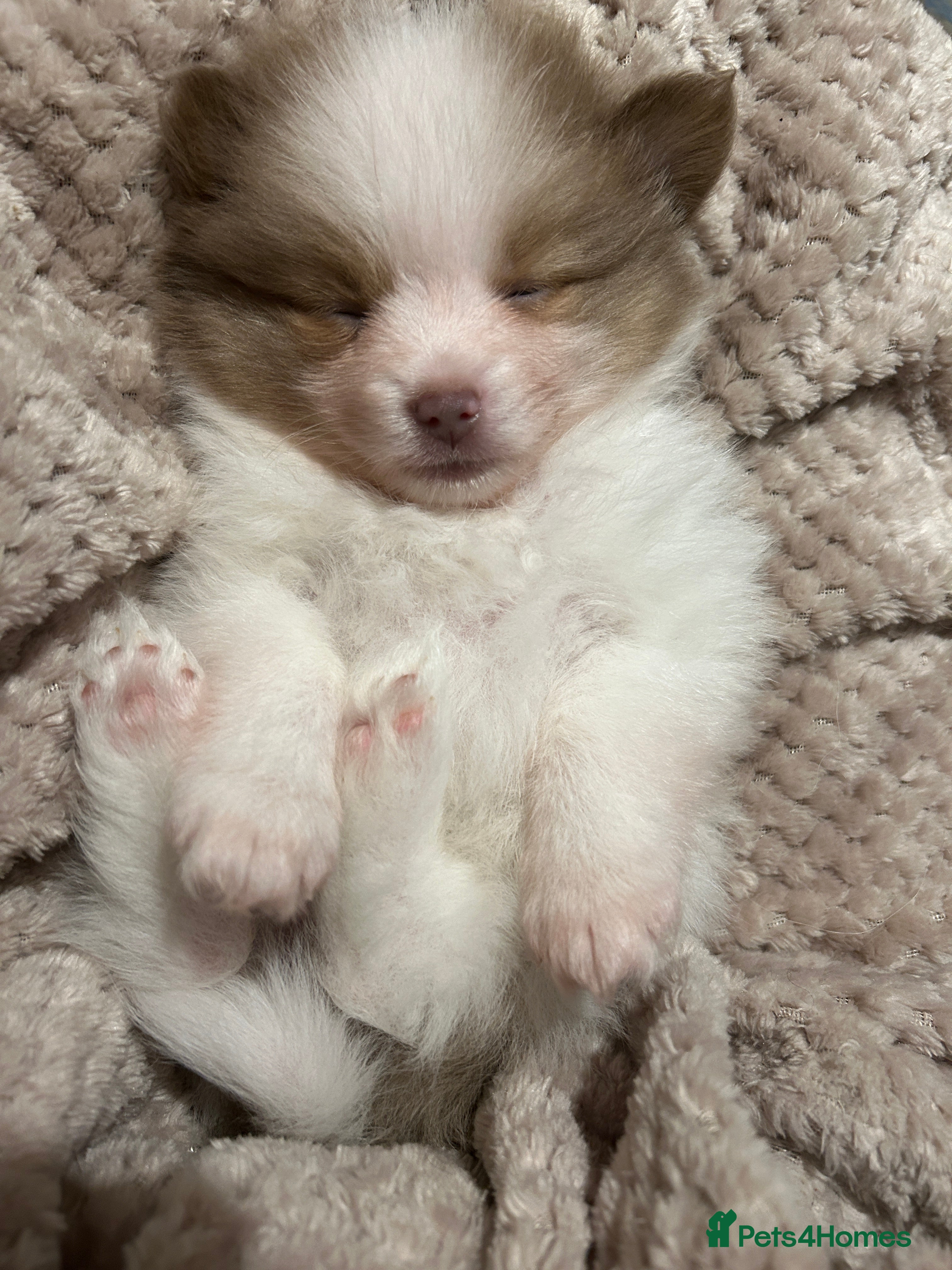 Pomeranian dogs Kc rainbow 🌈 Pomeranians  - Advert 14