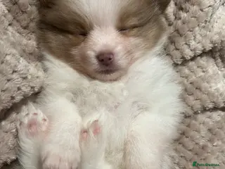 Pomeranian dogs LAST ONE Kc rainbow 🌈 Pomeranians - Advert 10