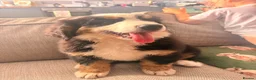 Bernese Mountain Dog dogs for sale: READY NOW Last female KC Bernese puppy  - Advert 5