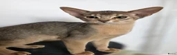 Abyssinian cats for sale: Pure Pedegree Aby kitten - Advert 12