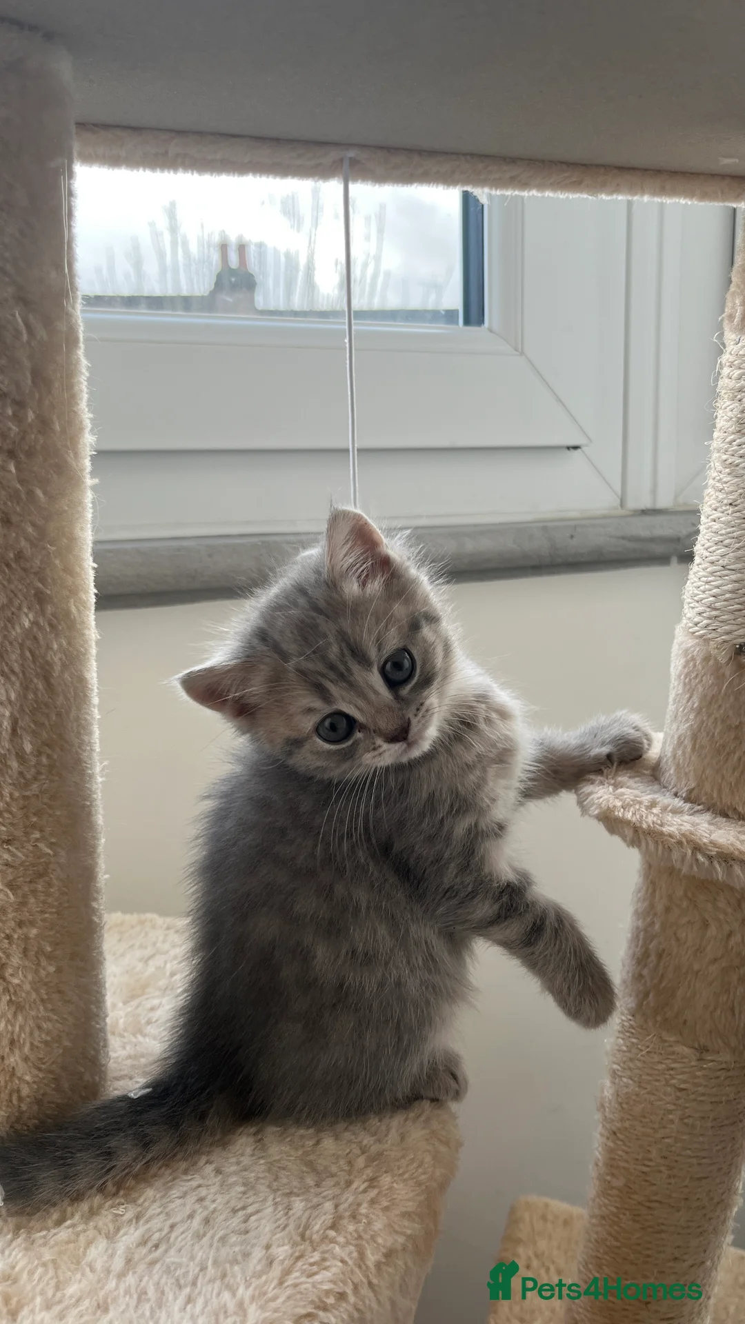 Scottish Fold cats for sale: Lovely kitten - Advert 1