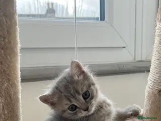 Scottish Fold cats Lovely kitten - Advert 2