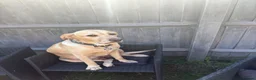Labrador Retriever dogs for sale: 6 years old Labrador  - Advert 8