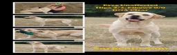 Labrador Retriever dogs for stud: KC Fully Tested Yellow Lab for Stud Only - Advert 4