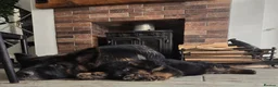 German Shepherd dogs for sale: German shepherd straigh back - Advert 15