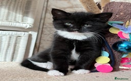 Maine Coon cats for sale: Stunning Maine coon  - Advert 2