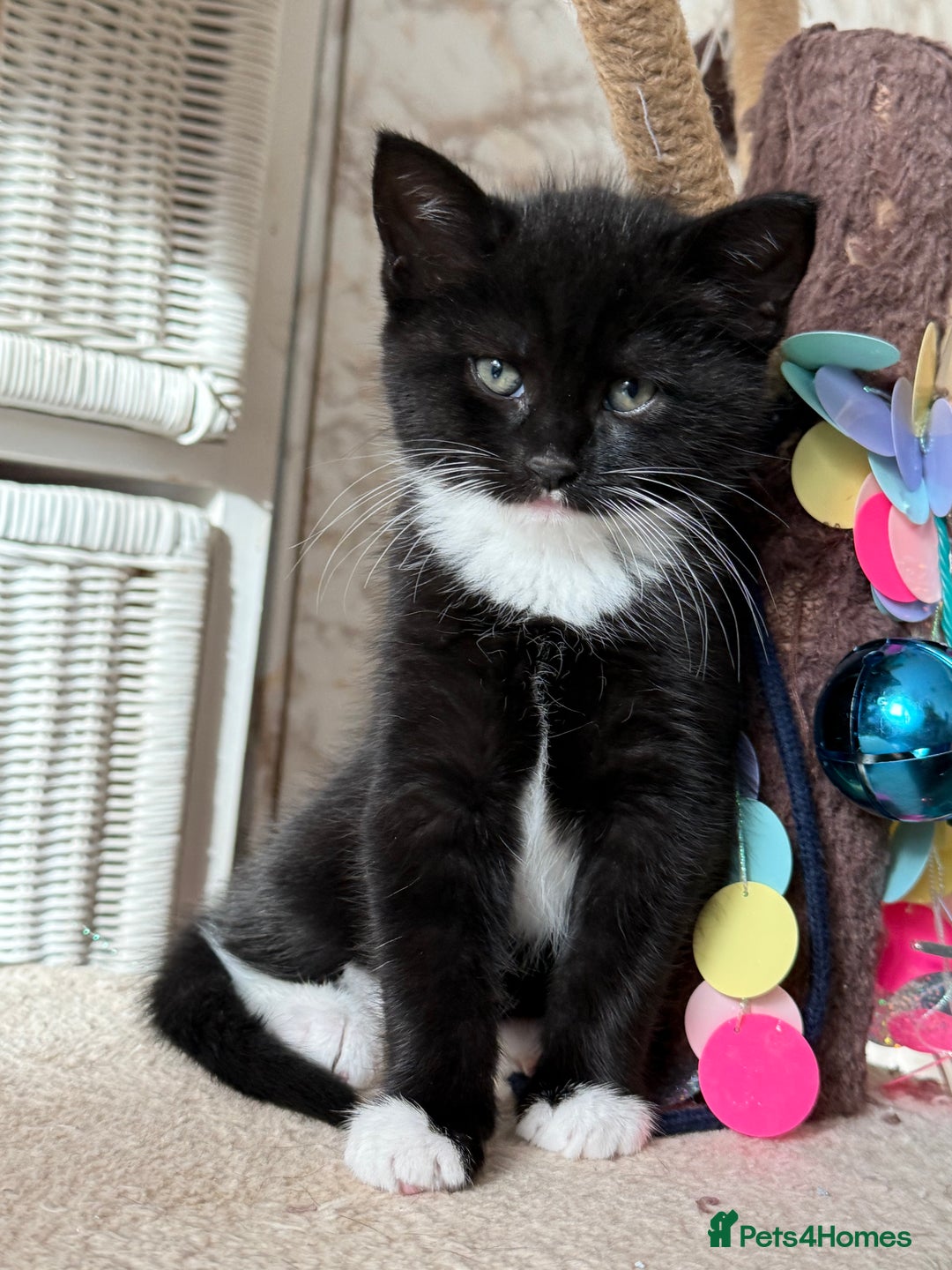 Maine Coon cats for sale: Stunning Maine coon  - Advert 2