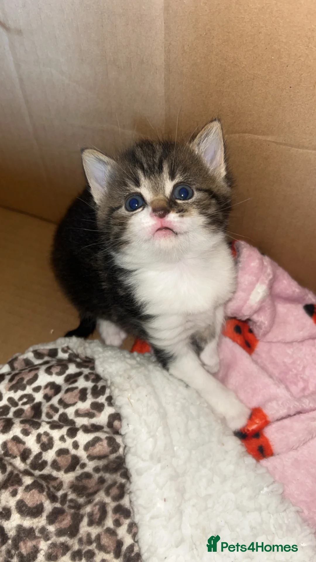 Mixed Breed cats for sale: Two Female Twins🐾Ready to go! in Tredegar - Advert 4