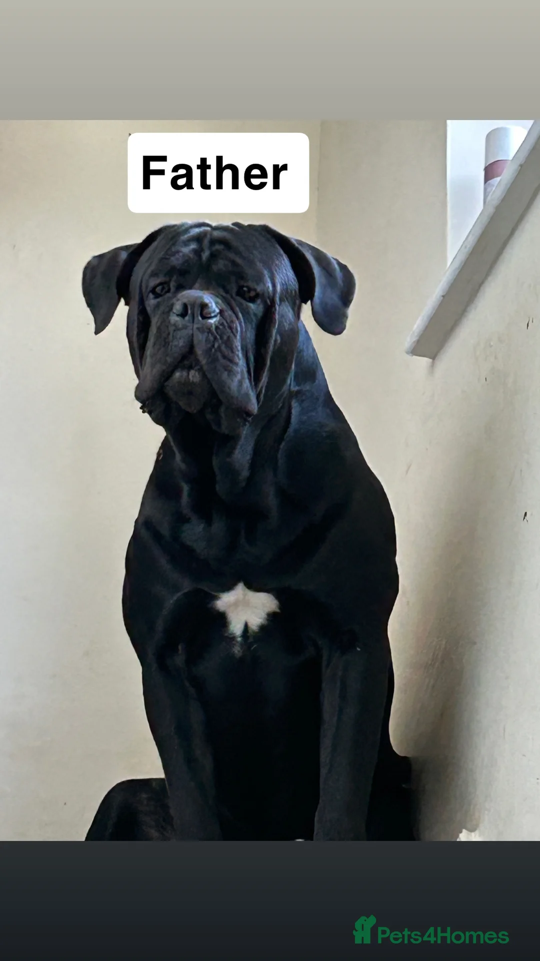 Cane Corso dogs for sale: Pure breed Cane Corso pups - Advert 6
