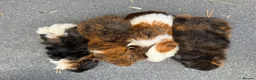 Guinea Pig rodents for sale: Beautiful Baby  Guinea pigs  - Advert 15