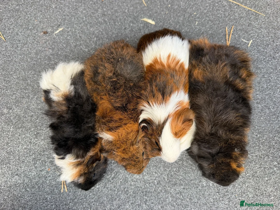Guinea Pig rodents for sale: Beautiful Baby  Guinea pigs  - Advert 15