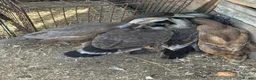 Ducks poultry for sale: Bonded group ducks drakes goose geese runners  - Advert 1