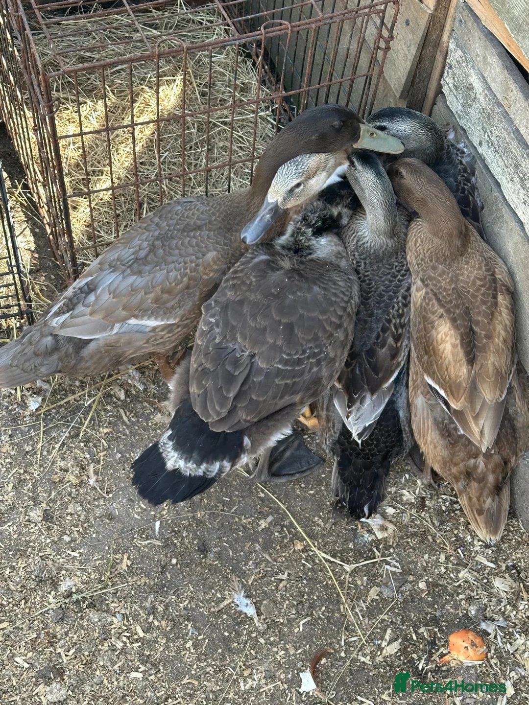Ducks poultry for sale: Bonded group ducks drakes goose geese runners  - Advert 1