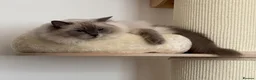 Ragdoll cats for sale: Beautiful 4yr old GCCF registered Ragdoll - Advert 4