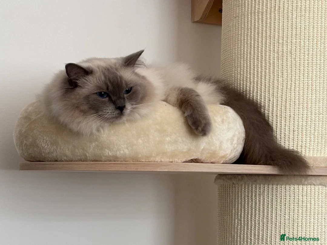 Ragdoll cats for sale: Beautiful 4yr old GCCF registered Ragdoll - Advert 4
