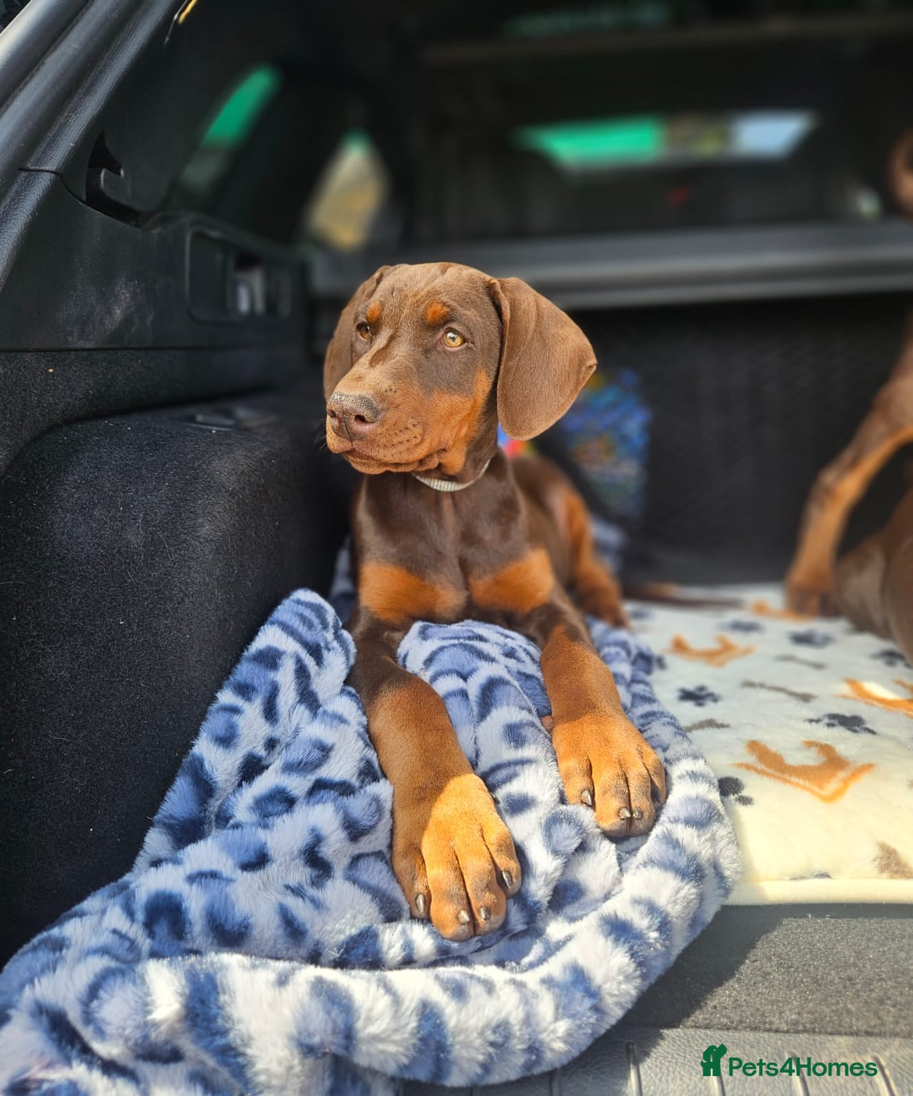 Dobermann dogs 🐕🐾 Ready Now World champion Bloodline pup! 🏆 🐾 - Advert 2