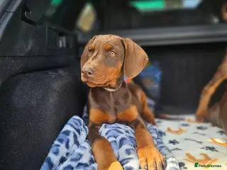 Dobermann dogs 🐕🐾 Ready Now World champion Bloodline pup! 🏆 🐾 - Advert 2