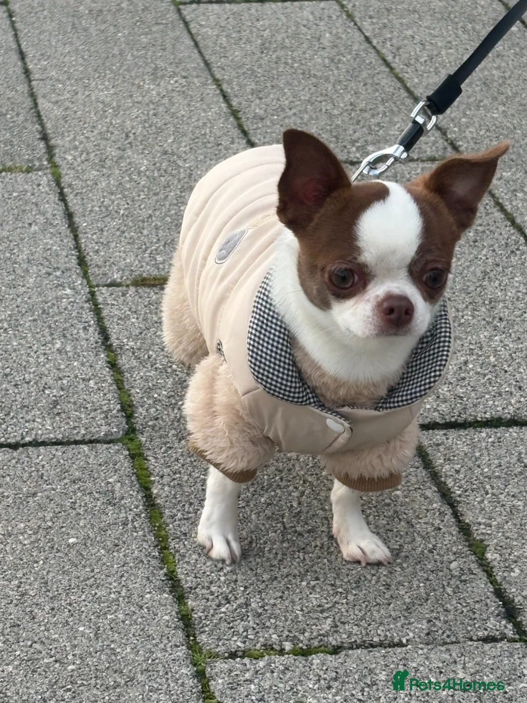 Chihuahua dogs for stud: Purebred Chihuahua Male for Stud - Advert 1