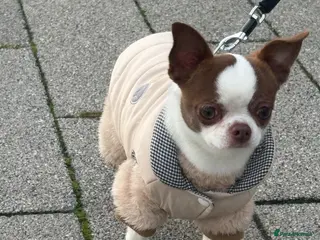 Chihuahua dogs Purebred Chihuahua Male for Stud - Advert 5