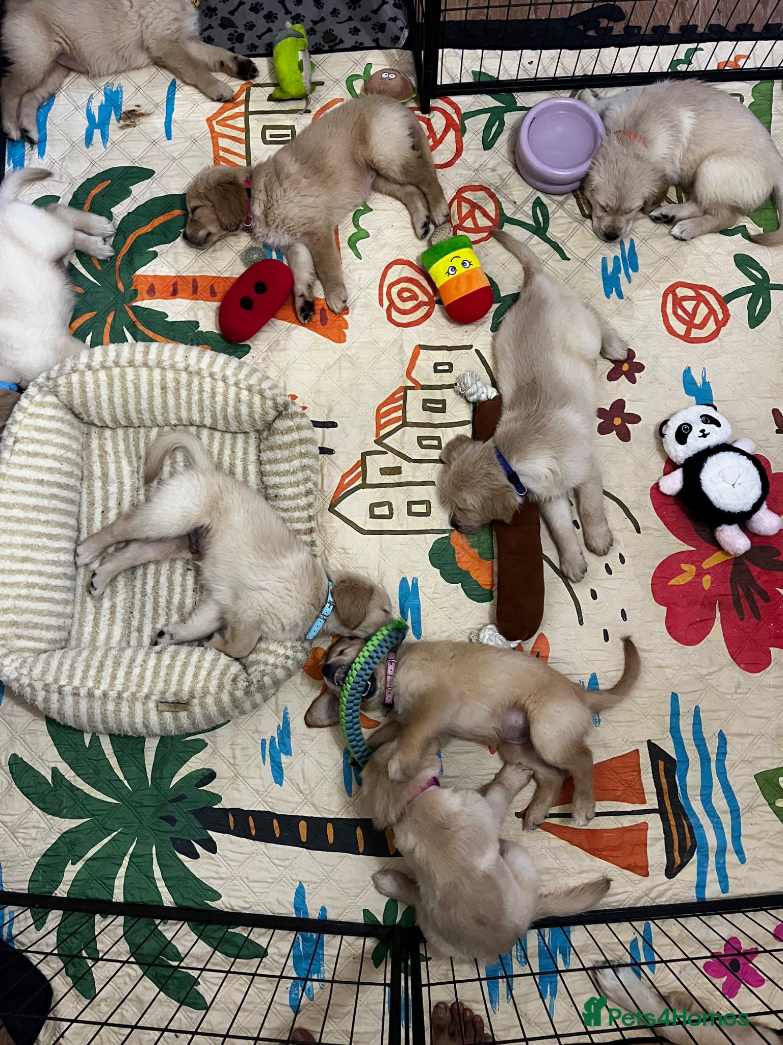 Golden Retriever dogs for sale: 8 Beautiful Golden Retriever Puppies  - Advert 1