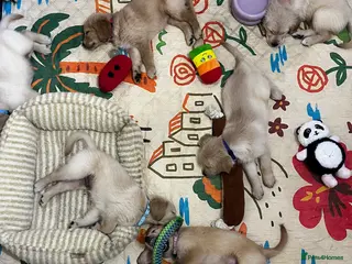 Golden Retriever dogs for sale: 8 Beautiful Golden Retriever Puppies - Advert 1
