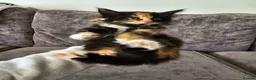 Maine Coon cats for sale: Mainecoon × Siberian  - Advert 7