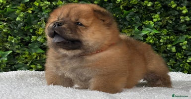 Chow Chow dogs - Advert 5