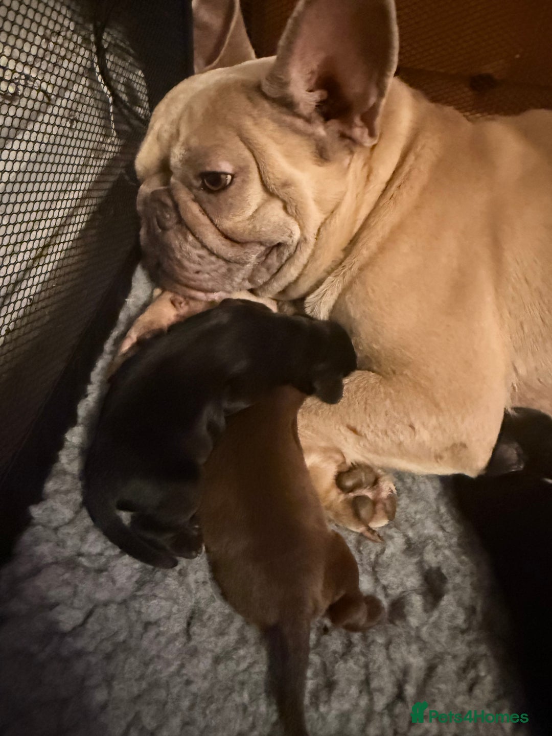 Mixed Breed dogs for sale: French bulldog cross puppies - Advert 12