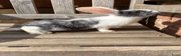 Continental Giant rabbits for sale: Various Continental Giant babies available  - Advert 9