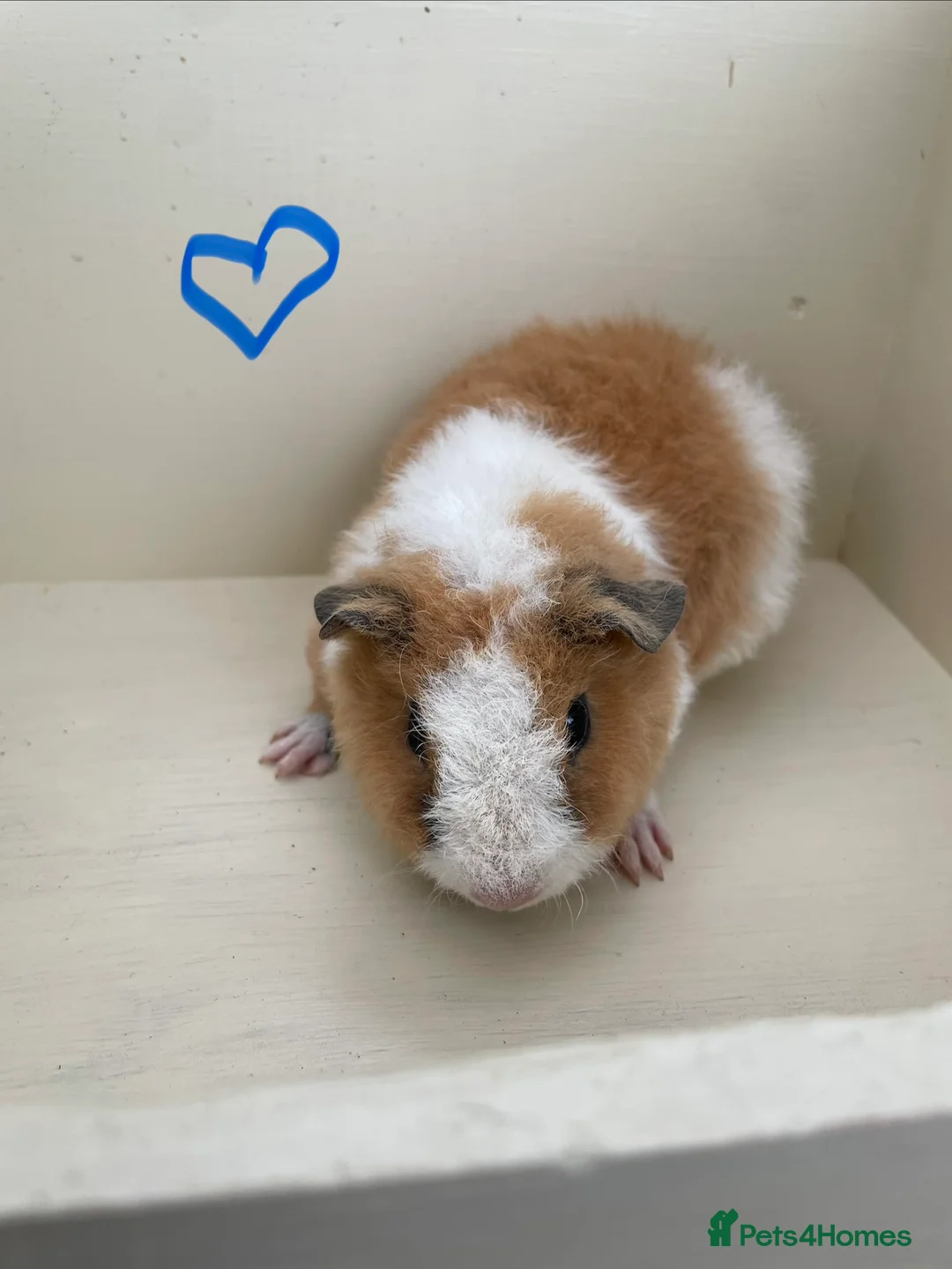 Guinea Pig rodents for sale: Pure bred baby Teddy Guinea Pigs - Advert 4