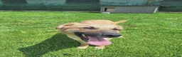 Mixed Breed dogs for adoption: Ruby for adoption!  in Brackley - Advert 3