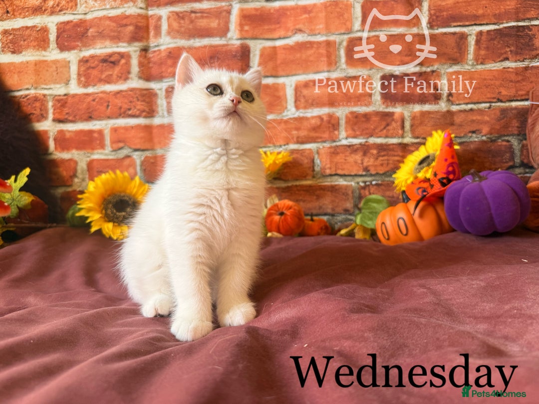 British Shorthair cats for sale: Superb pedigree show quality kittens - Image 11