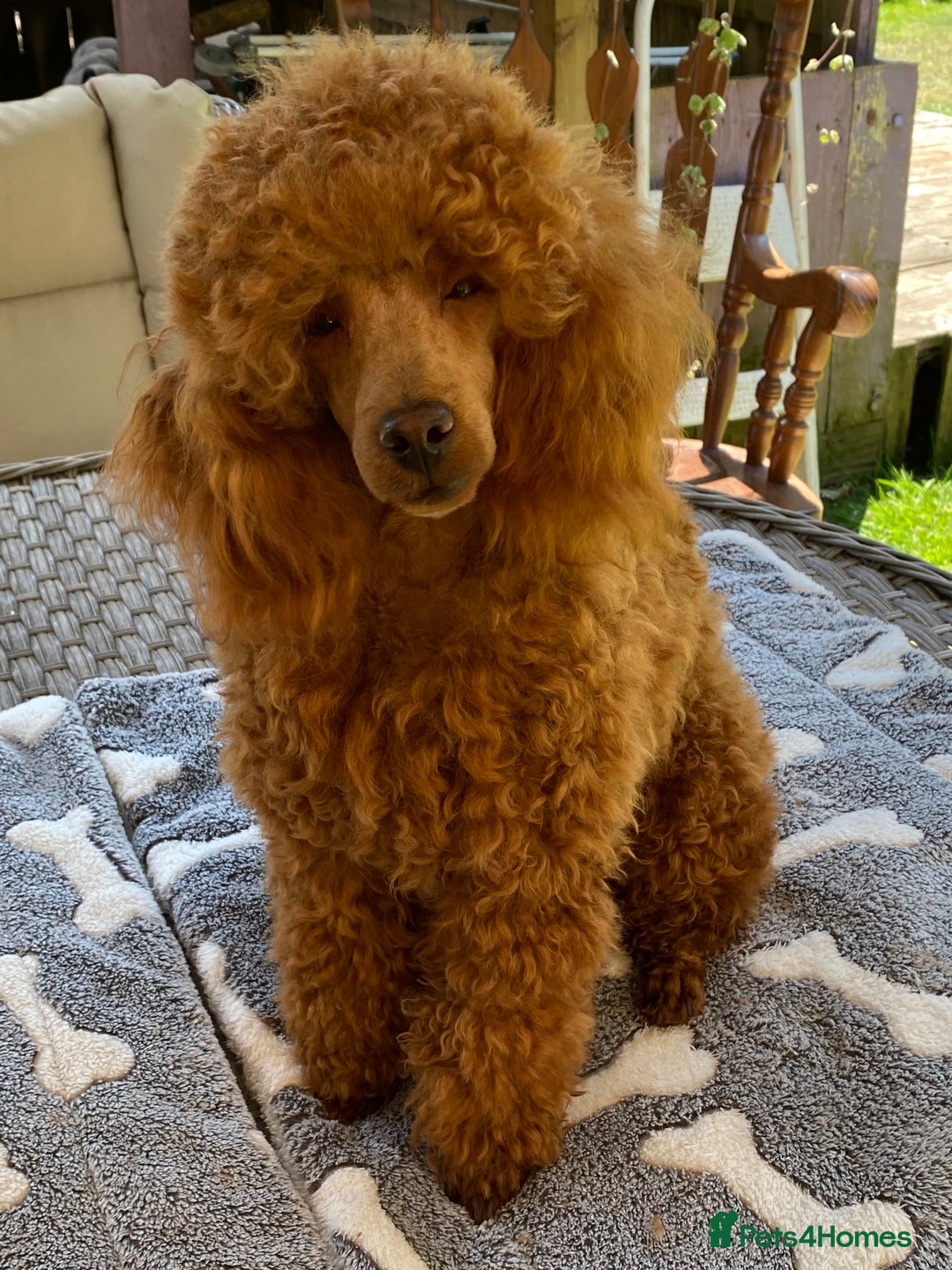 Jackapoo dogs for sale: Adorable Jackapoo Puppies  - Advert 13