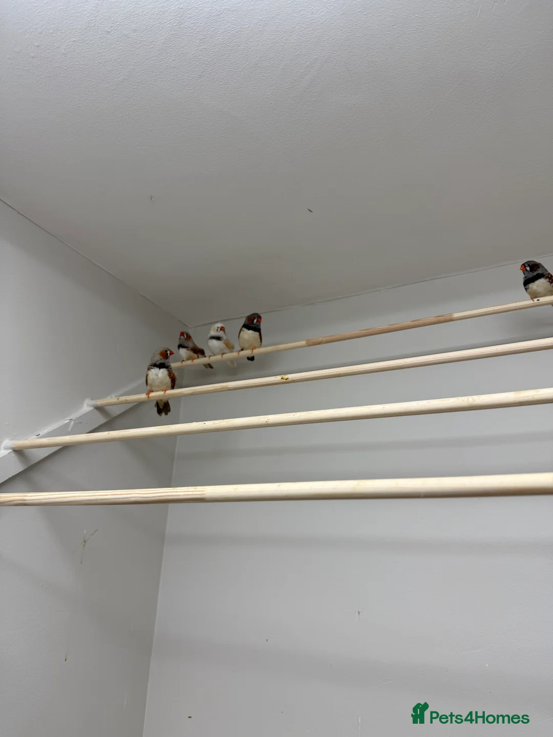 Finches birds for sale: Exhibition Zebs 6 pair  - Advert 3