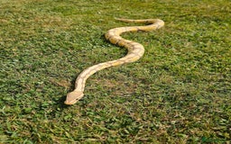 Python Snake reptiles for sale: Ball python banana het clown (male) - Image 8