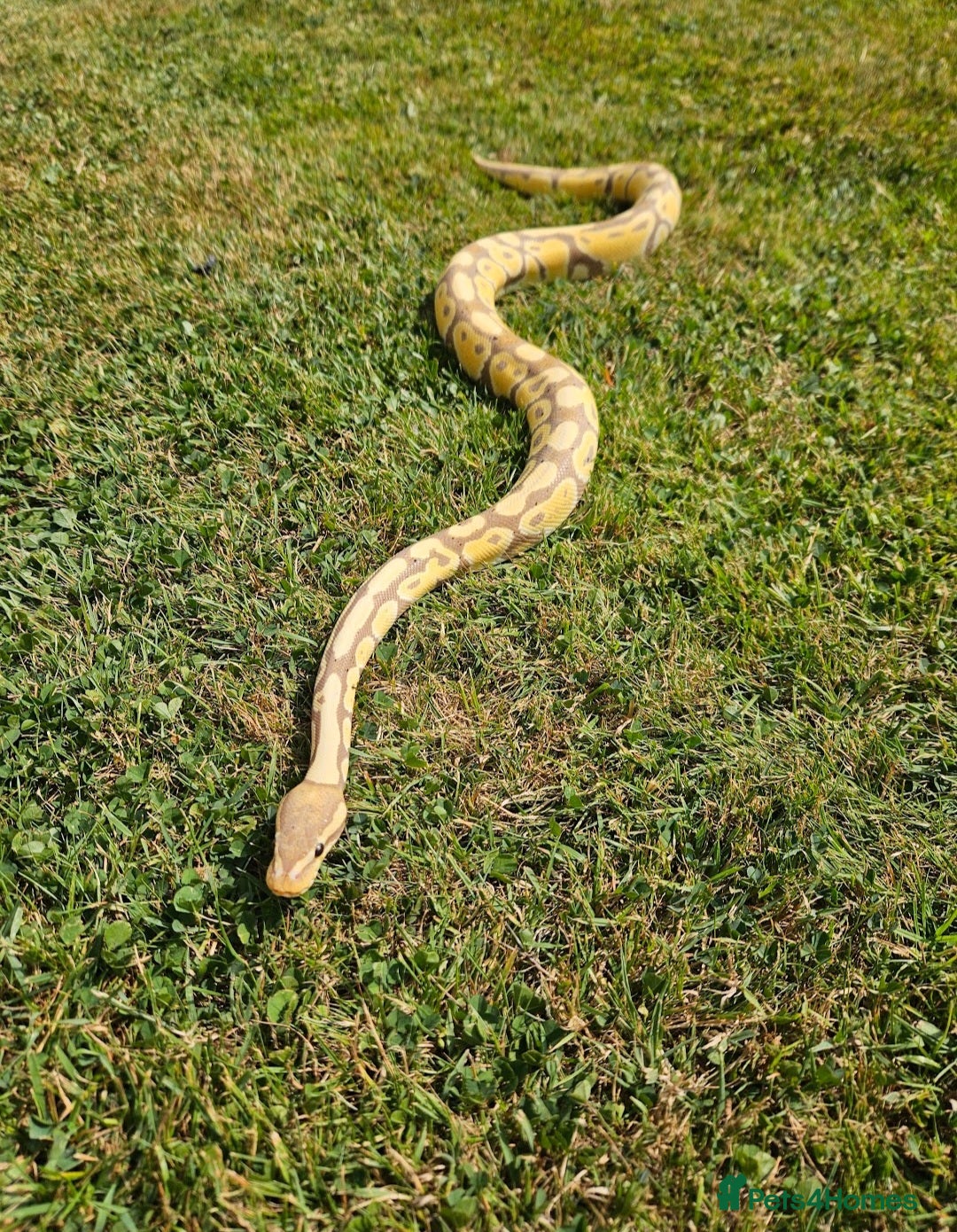 Python Snake reptiles for sale: Ball python banana het clown (male) - Image 8