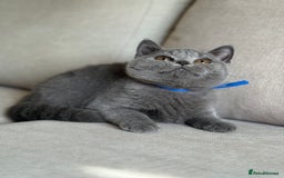 British Shorthair cats for sale: Beautiful kittens  - Image 10